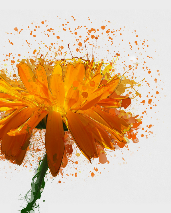 Calendula Extract