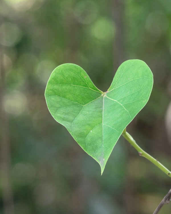 Heartleaf Extract