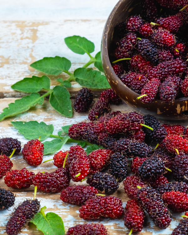 Mulberry Extract
